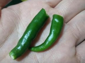 备好辣椒