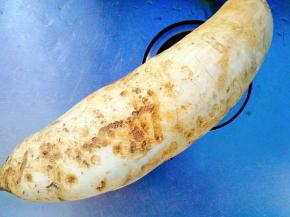 白萝卜，老家种的白萝卜虽然不好看 ，但非常甜