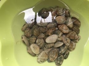 花蛤清洗干净
