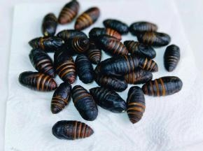 煮好的蚕蛹，放在厨房用纸上，擦干。