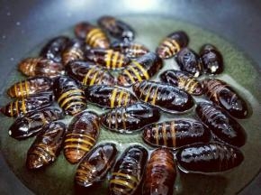 起油锅，放入适量油，加入擦干的蚕蛹。