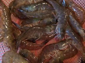 活虾剪去须并冲洗干净