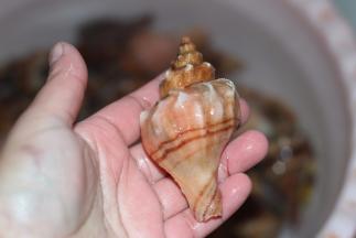 然后每个用刷子刷一下