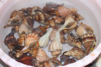 把海螺放进清水里冲洗