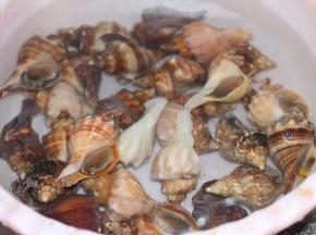 把海螺放进清水里冲洗