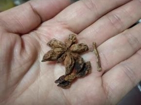 备好八角