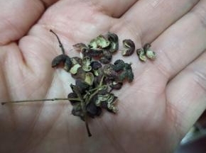 备好花椒