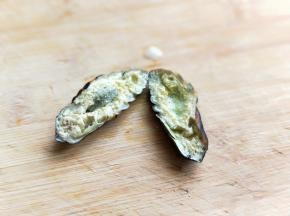 捞出后用剪刀将蚕蛹从中间剪开，把肠子取出。