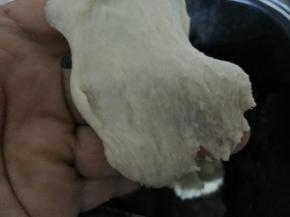 把材料中除黄油外的所有材料混合放进面包机内，运行一个揉面程序，15分钟，如图所示状态