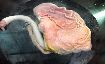 锅里坐水烧开后再把猪肚放进去烫煮至猪肚肠子变成白色即可捞出，切记不可煮太久