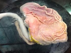 锅里坐水烧开后再把猪肚放进去烫煮至猪肚肠子变成白色即可捞出，切记不可煮太久