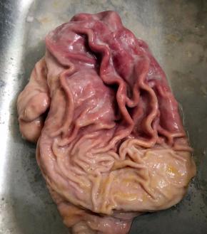 搓洗到没有黄色的粘液