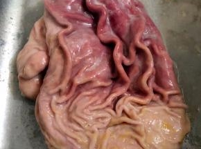 搓洗到没有黄色的粘液