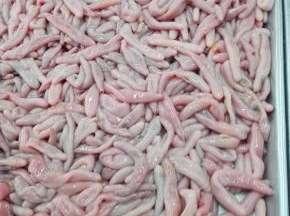 这就是海肠，已经处理过的海肠，肠子已经去掉；活的海肠估计一看照片会吓跑一批的；