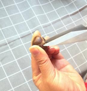 2. 用剪刀把栗子的顶端剪一个十字口