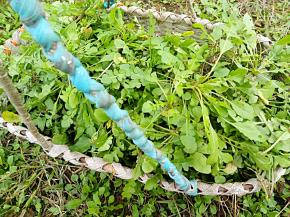 昨天找的齐菜，满满一篮子哟，以前还不知道能吃呢，
挑去杂质，然后再洗干净，再放入已经开的水中焯个水。