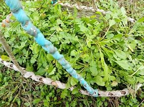 昨天找的齐菜，满满一篮子哟，以前还不知道能吃呢，
挑去杂质，然后再洗干净，再放入已经开的水中焯个水。