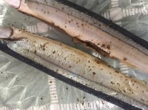 加入椒盐，根据个人口味添加，可多可少