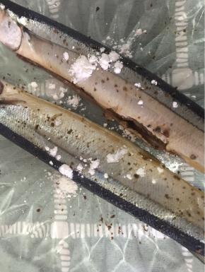 撒上玉米淀粉，均匀擦在鱼身上，这样煎鱼时皮不容易破