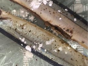 撒上玉米淀粉，均匀擦在鱼身上，这样煎鱼时皮不容易破