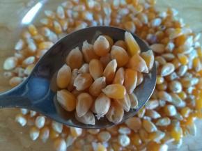 一定要挑选这种又小又圆的玉米粒，如图