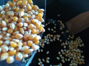 炒锅放玉米油，倒入玉米粒，不停的翻炒