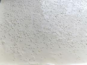 用刮板将蛋糕糊刮平，撒上白芝麻，烤盘垂直震几下，震出气泡。