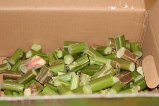 切成大半指长左右