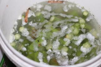 浸上24小时左右，要起泡，捏起来有点变软为止