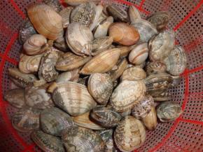 把花蛤在清水里养上半天后洗好