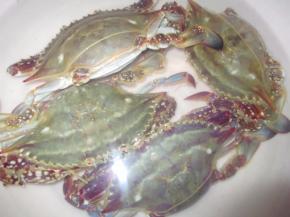 把蟹上的皮筋剪去