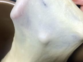 醒好的面团很容易出手套膜。

手套膜状态的面团在烤制时是会有拉丝的，口感很好，绵密、柔软。