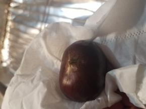 用厨房纸把栗子上的水分搽干净。