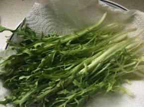 苦菊用直饮水洗净，放厨房用纸上吸干水份