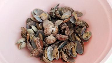 花蛤在用温水冲洗一下。