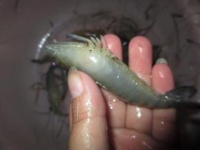 把沼虾的须剪掉、洗净