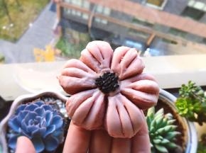 冬日里也可以绽放的桃花～