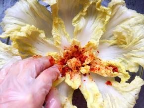 带上手套，从白菜心开始均匀涂抹辣椒。