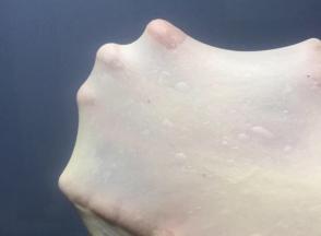 面团材料揉到完全阶段，拉开结实不易破的膜