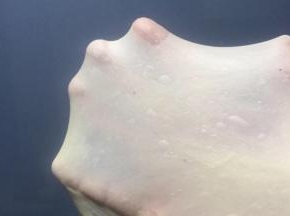 面团材料揉到完全阶段，拉开结实不易破的膜