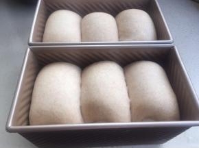 放入烤箱发酵到8分-9分满。