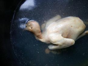 鸽子冷水下锅焯水，去除鸽子的腥味。