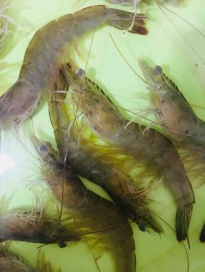 买回来的大虾先用清水浸泡一会儿，再冲洗干净备用。