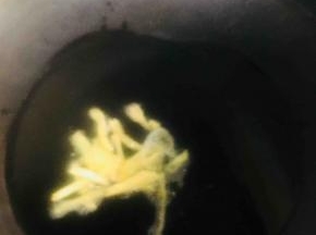 烧至五成热时放入姜丝爆香