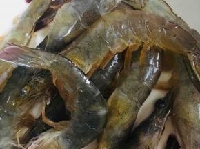 用剪刀剪去虾须和虾枪，再把虾的背部剪开。