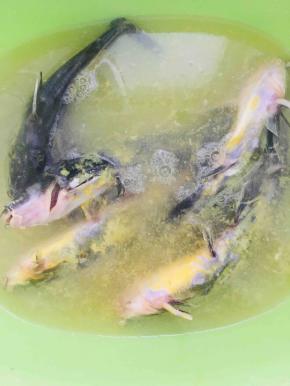 买回来的黄骨鱼用开水烫一下，洗去上面的黄色的鳞。