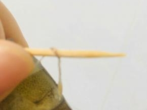 用牙签挑去虾线。