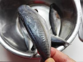 这是沙丁鱼的一种，鱼背上有一道非常硬的鱼鳞