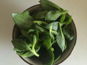 穿心莲摘洗干净，取嫩叶