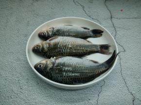 鲫鱼3条，处理干净，特别是鲫鱼肚里的那层黑膜